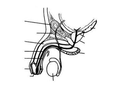 D'Struktur vum Penis