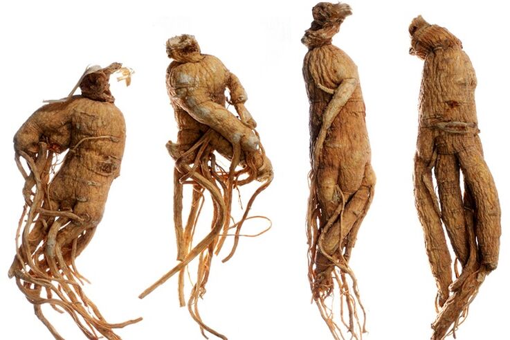 Ginseng Wuerzel fir Erliefnes Erweiderung